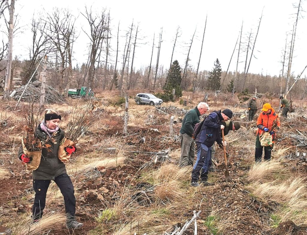Helfer beim Pflanzen von Bäumen