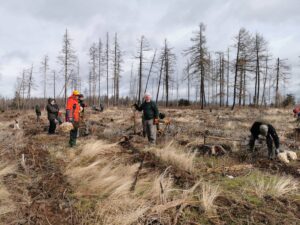Freiwillige pflanzen Bäume im Wald