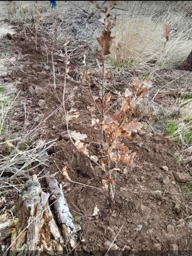 Gepflanzte Eichen im Wald
