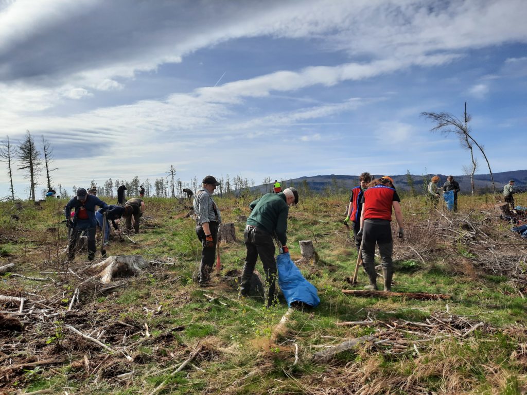Freiwillige pflanzen Bäume im Wald.
