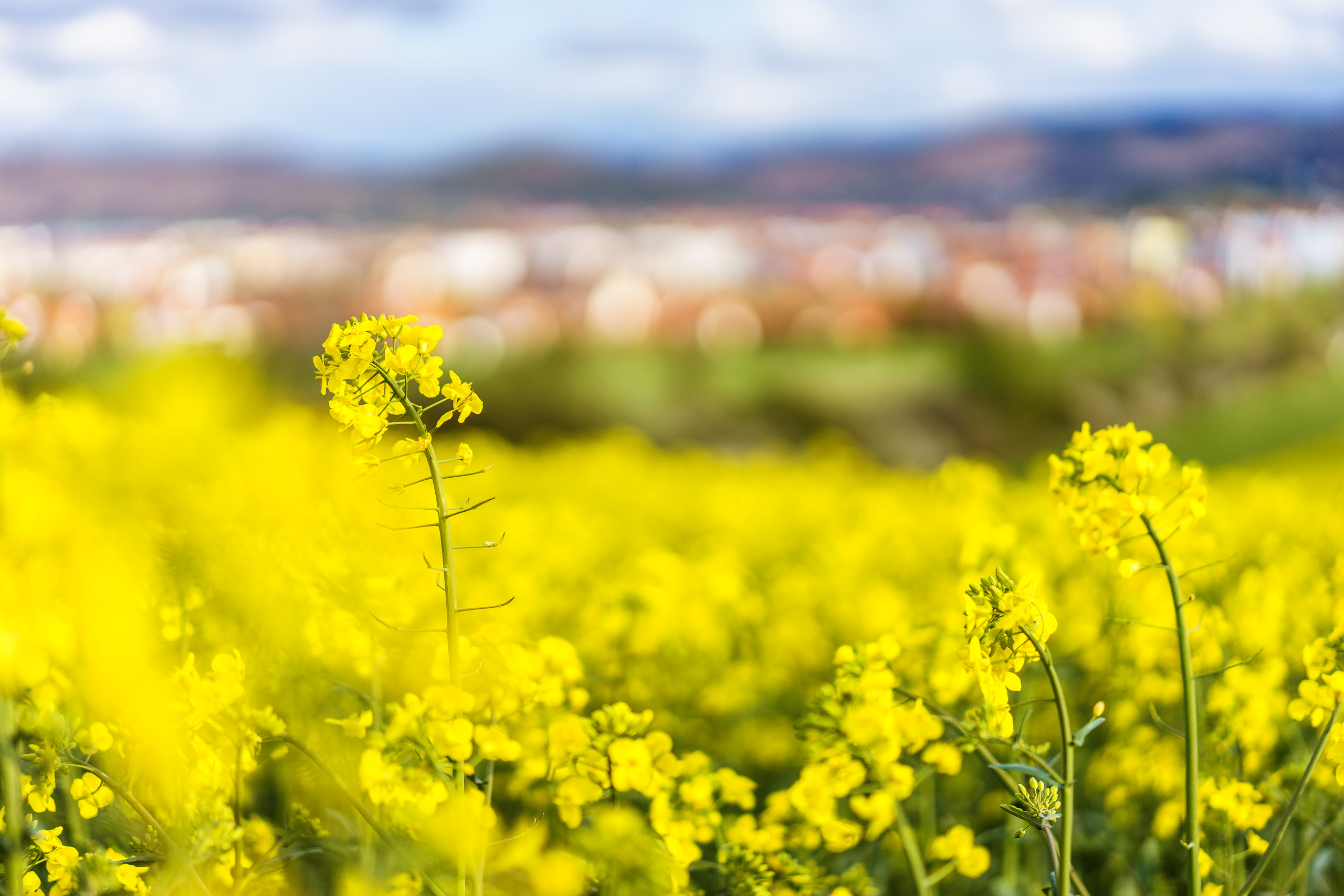 Gelbes Rapsfeld vor unscharfer Stadtsilhouette im Frühling.