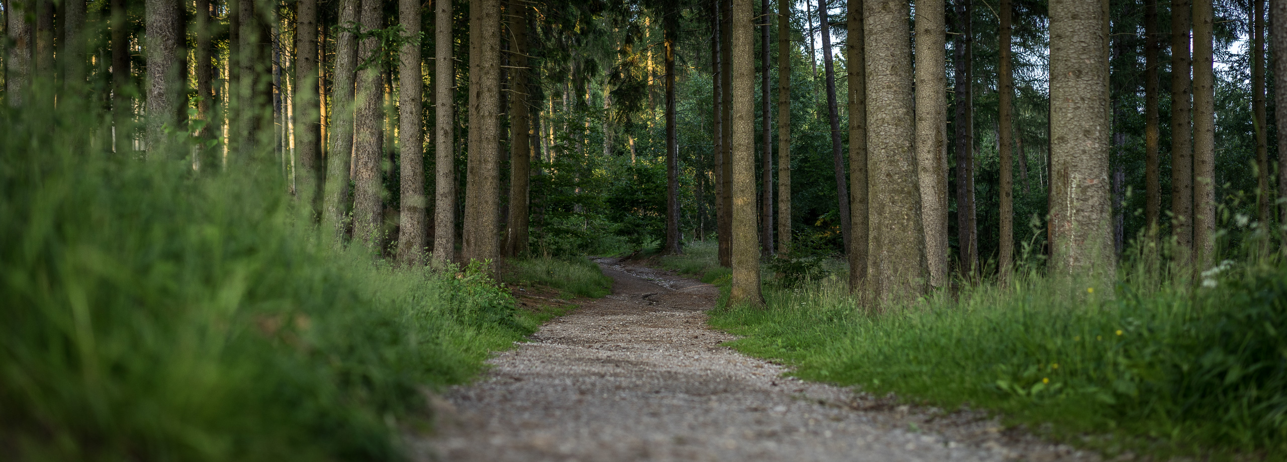 Wanderweg im grünen Wald
