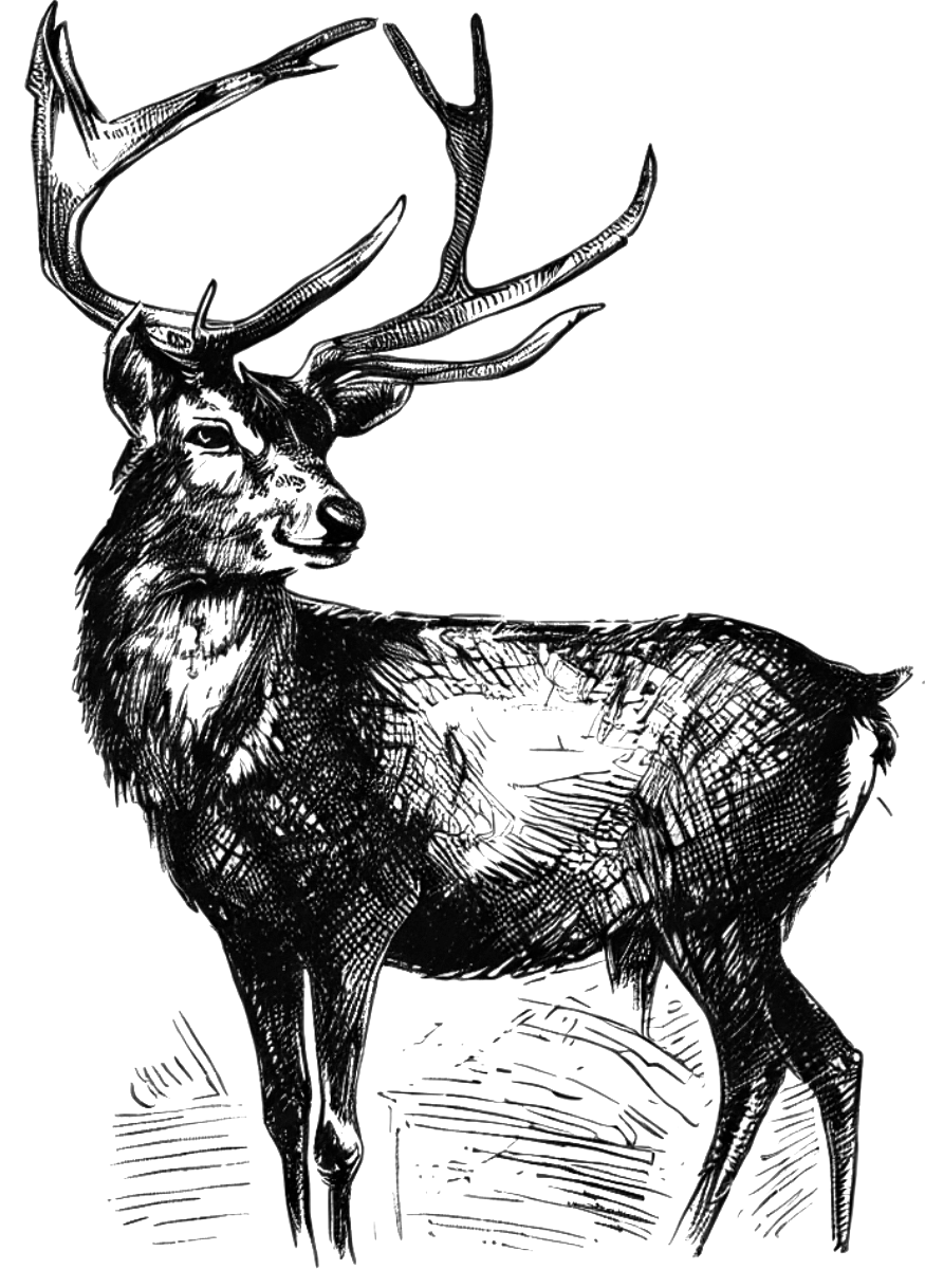 Zeichnung eines Auerhahns in Berglandschaft.