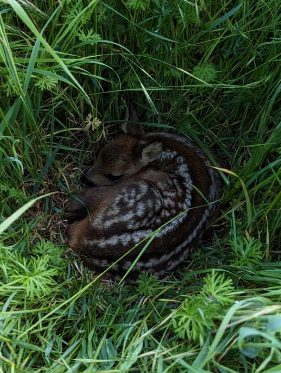 Junges Rehkitz versteckt im Gras.