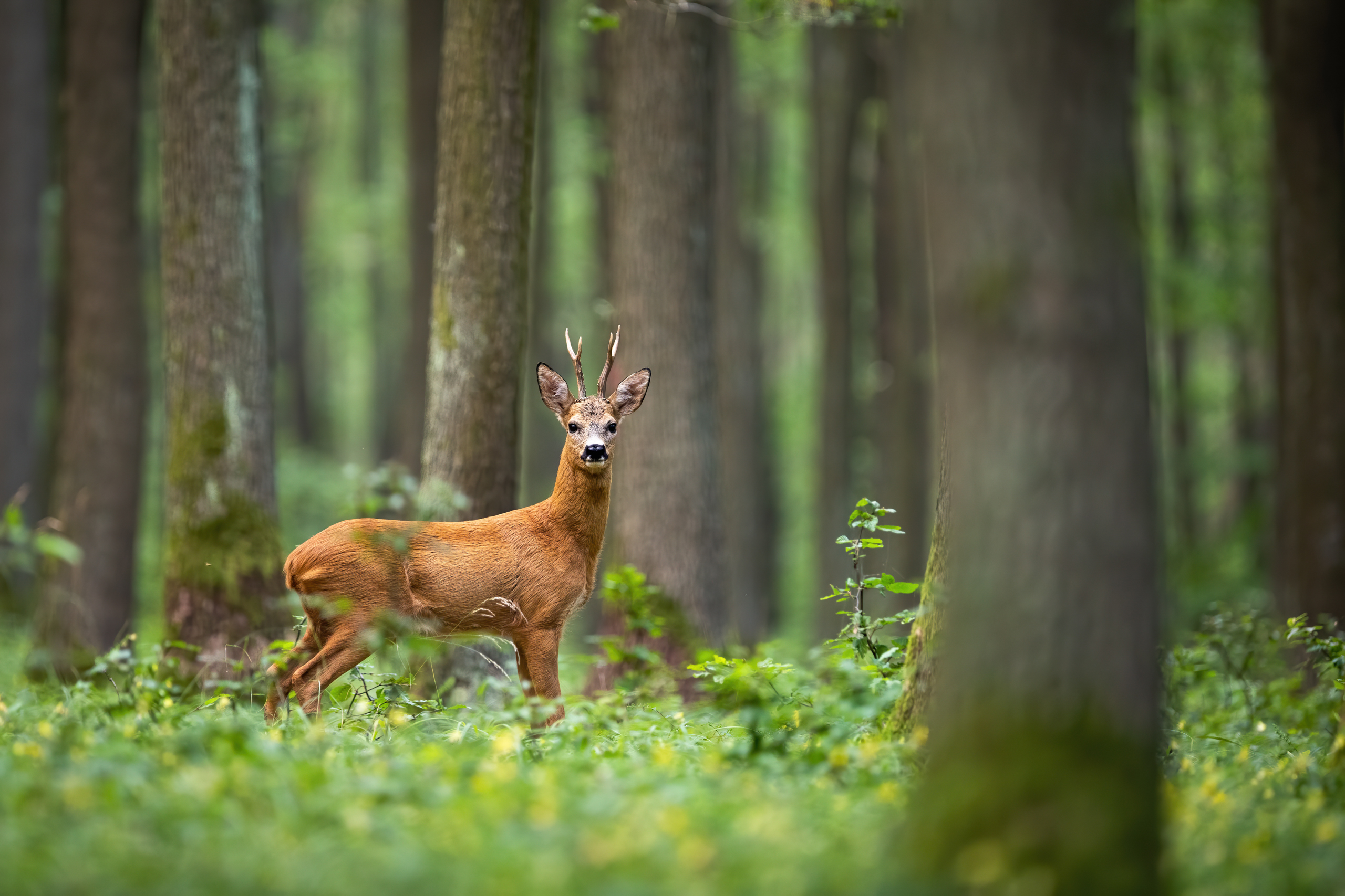 Reh im grünen Waldlichtung