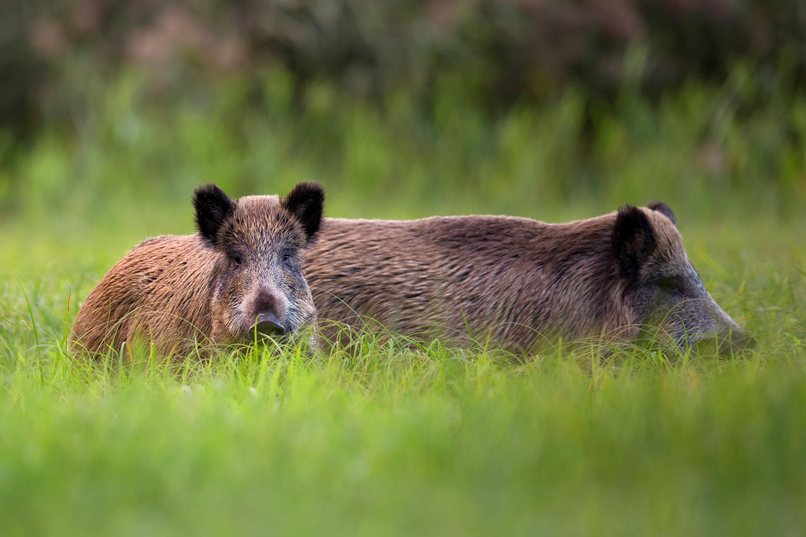 Wildschwein entspannt im Gras.